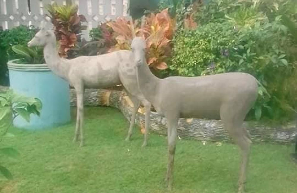 67874716_2466373706976885_4227013328465035264_n